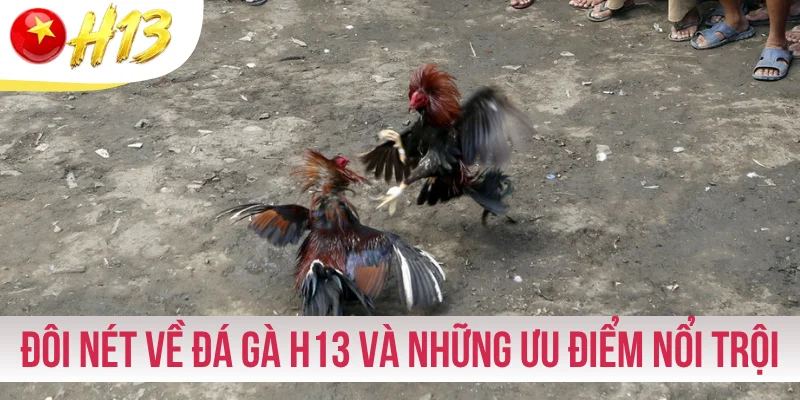 Đôi nét về đá gà H13 và những ưu điểm nổi trội