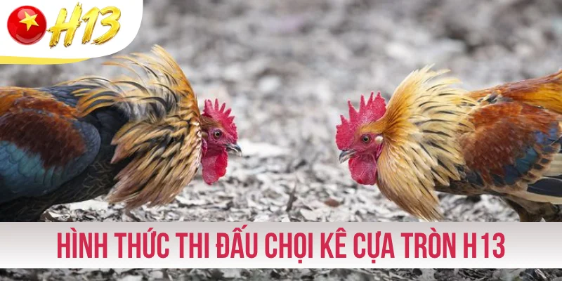 Theo dõi hình thức thi đấu chọi kê cựa tròn H13